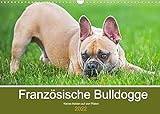 Französische Bulldogge - Kleine Helden auf vier Pfoten (Wandkalender 2022 DIN A3 quer): Mit 13 bezaubernden Fotos der beliebten Französischen Bulldoggen (Monatskalender, 14 Seiten ) (CALVENDO Tiere)