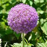 3 Stück rosa Allium Zwiebeln Hardy mehrjährige Zierpflanze Allium giganteum Blume Einfach das ganze Jahr über für den mehrjährigen Garten im Freien zu p