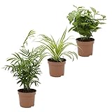 Dominik Blumen und Pflanzen, Indoor-Trio - Kaffee-Pflanze Coffea arabica, Grünlilie Chlorophytum comosum und Zimmerpalme Chamaedorea, Zimmerpflanzen, Kübelp