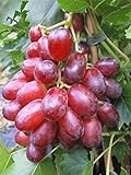Baumschule Pflanzenvielfalt Vitis labrusca Suffolk Red Rosé-Weinreb