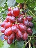 Baumschule Pflanzenvielfalt Vitis labrusca Suffolk Red Rosé-Weinreb