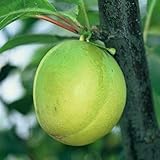 Müllers Grüner Garten Shop Oullins Reneklode Zwergbaum kleinbleibend schwachwachsend 120-150 cm, 10 Liter Topf Wang