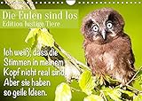 Die Eulen sind los: Edition lustige Tiere (Wandkalender 2022 DIN A4 quer) [Calendar] CALVENDO [Calendar] CALVENDO