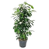 Exotenherz - Ficus benjamini'Danielle' im 17cm Top