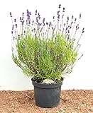 Violettblühender Lavendel Lavandula angustifolia im 2-3L Topf gew