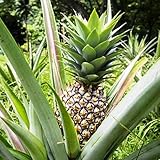 Oce180anYLVUK Ananassamen, 20 Stück/Beutel Saftige Gentechnikfreie Ananassamen Mehrjährige Ananas-Comosus-Fruchtsämlinge Für Die Landwirtschaft Ananas-Comosus-S