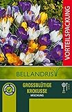 mgc24® Krokus Mischung großblütig - 200 Blumenzwiebeln (ca. 7-8mm)