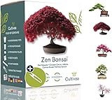 Cultivea Mini - 5 Bonsai Ready-to-Grow Kit - Französisches Saatgut - Gärtnern und dekorieren - Geschenkidee (Roter Mapple, Chinese Cercis, Juniperus, Liquidambar, Rotfichte)