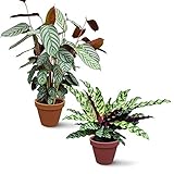 Green Me Up® Calathea Casting | trendige Zimmerpflanze Korbmarante im 2er Set | nicht giftig für Tiere | Höhe 50-70