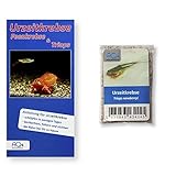 AQ4Aquaristik Triops newberryi - Urzeitkrebseier - mit Anleitung - RARITÄT