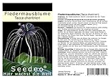 Seedeo Fledermausblume (Tacca chantrieri) 15 S