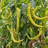 Spiralus Peperoni Samen für ca. 15 Pflanzen - milde Sorte, ertrag