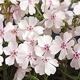 Kölle Teppich-Phlox, 3er-Set, Phlox subulata 'Coral Eye', Topf 12