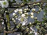 Zierquitte Jet Trail - Chaenomeles hybride Jet T