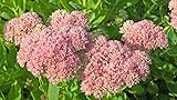 Fetthenne, Wildform Sedum telephium 200 S