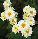 Herbstaster Poesie - Chry