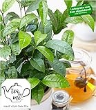 BALDUR-Garten Winterharte Teepflanze Tea by me®, 1 Pflanze Camellia sinensis Zimmerp