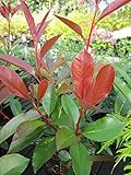 Photinia fraseri Red Light - Glanzmispel Red Lig