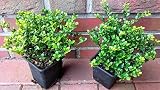 50 Ilex crenata Glorie Gem, Höhe: 15-20 cm, buschig, Alternative Buchsb