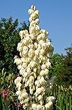 Winterharte Yucca Palmlilie - Yucca gloriosa - verschiedene Größen (60-70cm - Topf Ø 26cm - 8 Ltr.)