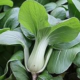 CHTING 100 Stück Vergewaltigen Samen Für Den Balkon Pflanzen Von Frischen Gelben Blumen Schöne Landschaft Schmetterlinge Anziehen Bienen Flieg