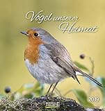 Vögel unserer Heimat (PK) 234219 2019: Aufstellbarer Postkartenkalender mit Bildern von Vögeln in der Natur der Heimat. Tisch- und Wandk