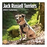 Bright Day Wandkalender 2022 Jack Russell Terrier, 30,5 x 30,5 cm, niedlicher H