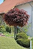 Acer platanoides Crimson Sentry Blut-Ahorn rotlaubig auf Stamm verschiedene Größen (Stammhöhe 80 cm)
