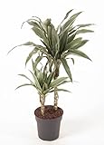 Zimmerpflanze von Botanicly – Drachenbaum – Höhe: 60 cm – Dracaena derem. Warneck