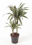 Zimmerpflanze von Botanicly – Drachenbaum – Höhe: 60 cm – Dracaena derem. Warneck