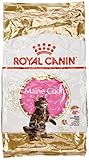 ROYAL CANIN Katzenfutter Feline Kitten Maine Coon 36, 10 kg, 1er Pack (1 x 10 kg)