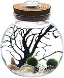 LED Terrarium Nachtlicht LED Aquarium Marimo Kit – Globus Glas Glas mit 2 Aquatic Moos Ball Blau Glas Kiesel Fächer Korallen Zweig und Muscheln Büro Einzigartige Geburtstagsgeschenke (Kristall)