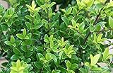 100 x Ilex maximowicziana var Kanehirae (Japanische Stechpalme) 20/25 cm Höhe Buchs Buxus E