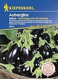 Kiepenkerl 2615 Aubergine Kaberi (TSX 250) F1 (Auberginensamen)