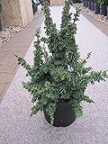 Thuja occidentalis Malonyana Holub - Zwerglebensbaum Malonyana Holub