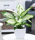 BALDUR Garten Dieffenbachie Camilla, 1 Pflanze Luftreinigende Zimmerpflanze Grünp