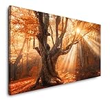 Paul Sinus Art Magischer Alter Baum 120x 60cm Panorama Leinwand Bild XXL Format Wandbilder Wohnzimmer Wohnung Deko Kunstdruck