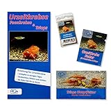 AQ4Aquaristik Starter Set Urzeitkrebse Mix - Triops und Feenkrebse Eier - mit Aufzuchtfutter, Hauptfutter und Anleitung