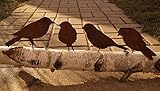 Dewoga Edelrost Vögel mit Schraube zum Eindrehen in Holz 4 Vögel M