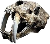 Anatomie Modell, Smilodon Sabertooth Tiger Skull Replik - Tierschädelkopf Harz Handwerk - Lebensgröße Tier Smilodon Sabertooth Tiger Schädel Modell - Für Unterrichtsstudie, Dekoration Kunstsammlung fü