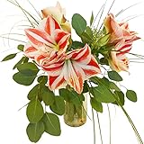 Blumen-Strauß - 3 zweifarbige Amaryllis (rot/weiß) mit frischem Eukalyptus und feinen Gräsern - Inklusive Grußkarte # Weihnachten #