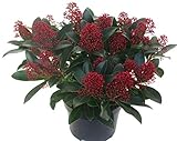 Skimmia japonica Rubella - japanische Blütenskimmie - winterharter, wintergrüner, blühender Strauch 17 cm Topf als Kübelpflanze - für Balkon, Terrasse, Garten, klein bleib