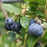 Riesen Heidelbeere Goldtraube Heidelbeeren Blaubeere Vaccinium corymbosum große Früchte reichtragend TOP Qualität direkt aus der B