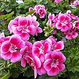 20 Stück Geranium samen Helle Farben Kräuterblumen zum Pflanzen von Sortenblüten der Einstiegsklasse im Winter Dekorieren Sie den Garten Pfleg