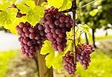 Weintrauben Pflanzen kernlos Vanessa Weinrebe winterhart Weintraube pilzfest Wein rosa Frücht 60-100 cm im Top