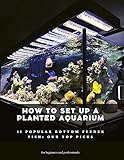 How to set up a planted aquarium: 11 popular bottom feeder fish: our top picks (English Edition)