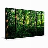 CALVENDO Premium Textil-Leinwand 75 cm x 50 cm quer, Waldpfad | Wandbild, Bild auf Keilrahmen, Fertigbild auf echter Leinwand, Leinwanddruck: Im Grünen Natur N