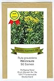 Weinraute - Ruta graveolens (50 Samen)