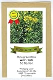 Weinraute - Ruta graveolens (50 Samen)