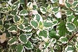 Isenzo Weihrauch Plectranthus Coleoides Weihrauchpflanze lebende Pflanze Pflanzen Mottenkönig Beetp